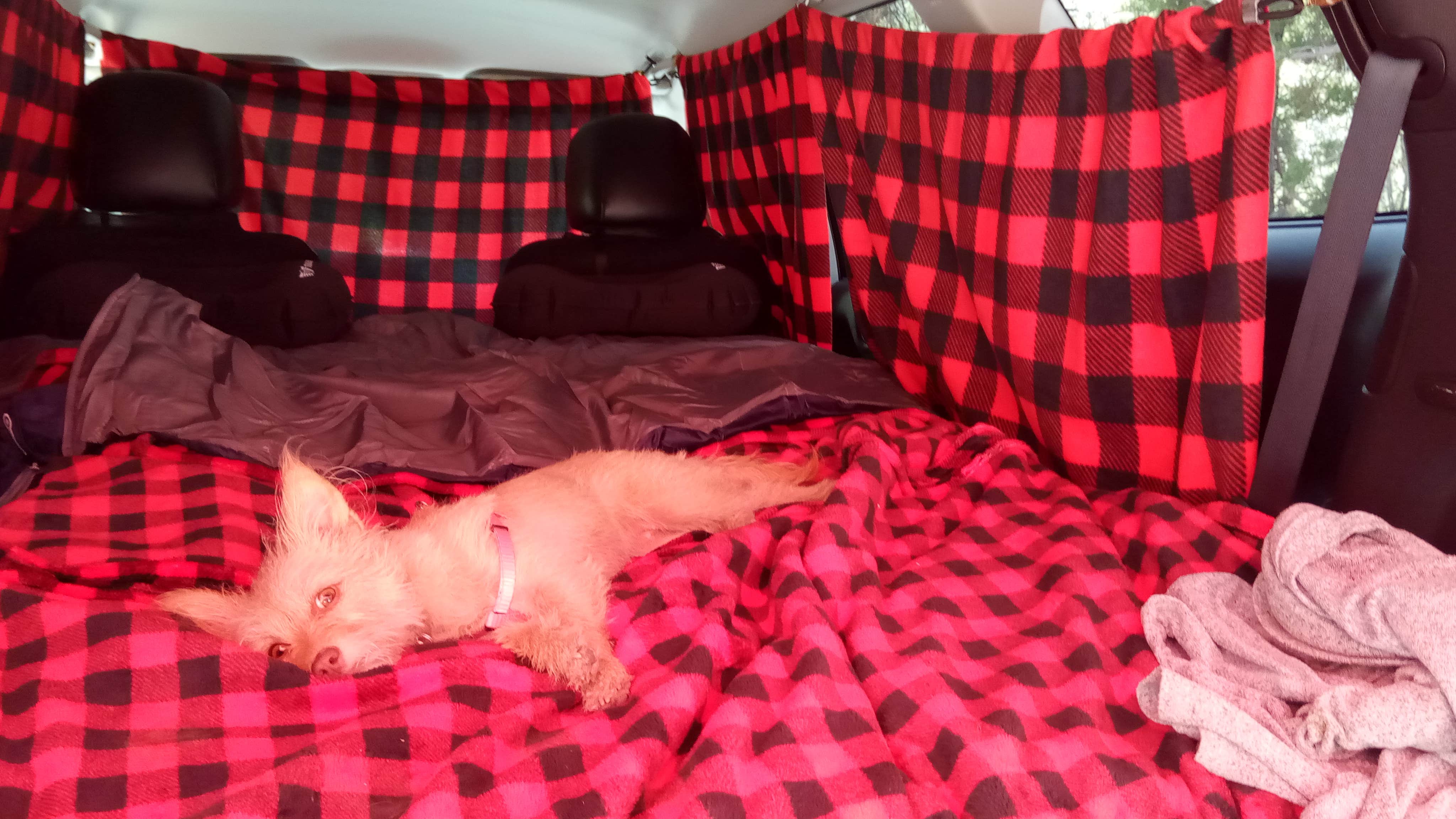 Ed M.'s photo of camping with pets at Mack's Canyon Dispersed near Indian Springs, NV