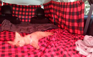 Ed M.'s photo of camping with pets at Mack's Canyon Dispersed near Mount Charleston, NV