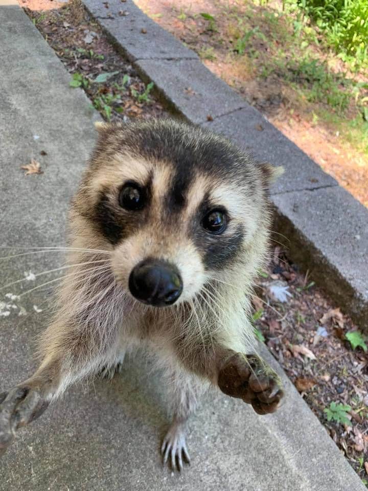 Robin C.'s photo of camping with pets at Acorn Campground — Beavers Bend State Park near Hugo Lake