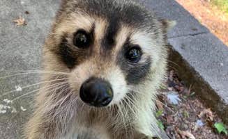 Robin C.'s photo of camping with pets at Acorn Campground — Beavers Bend State Park in Oklahoma