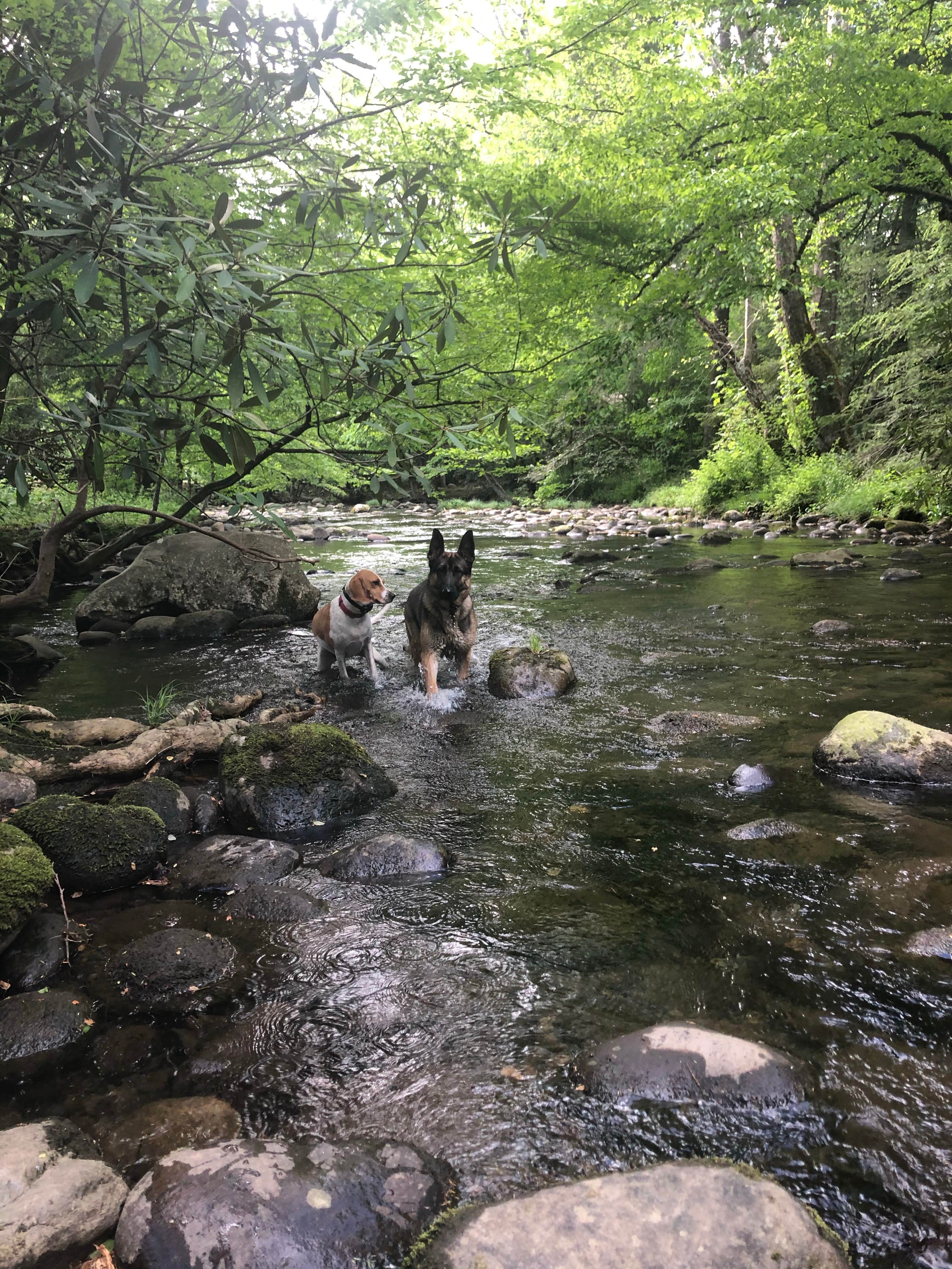 Joe F.'s photo of camping with pets at Greenbrier Campground near Bryson City, NC