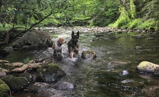 Joe F.'s photo of camping with pets at Greenbrier Campground near Great Smoky Mountains National Park
