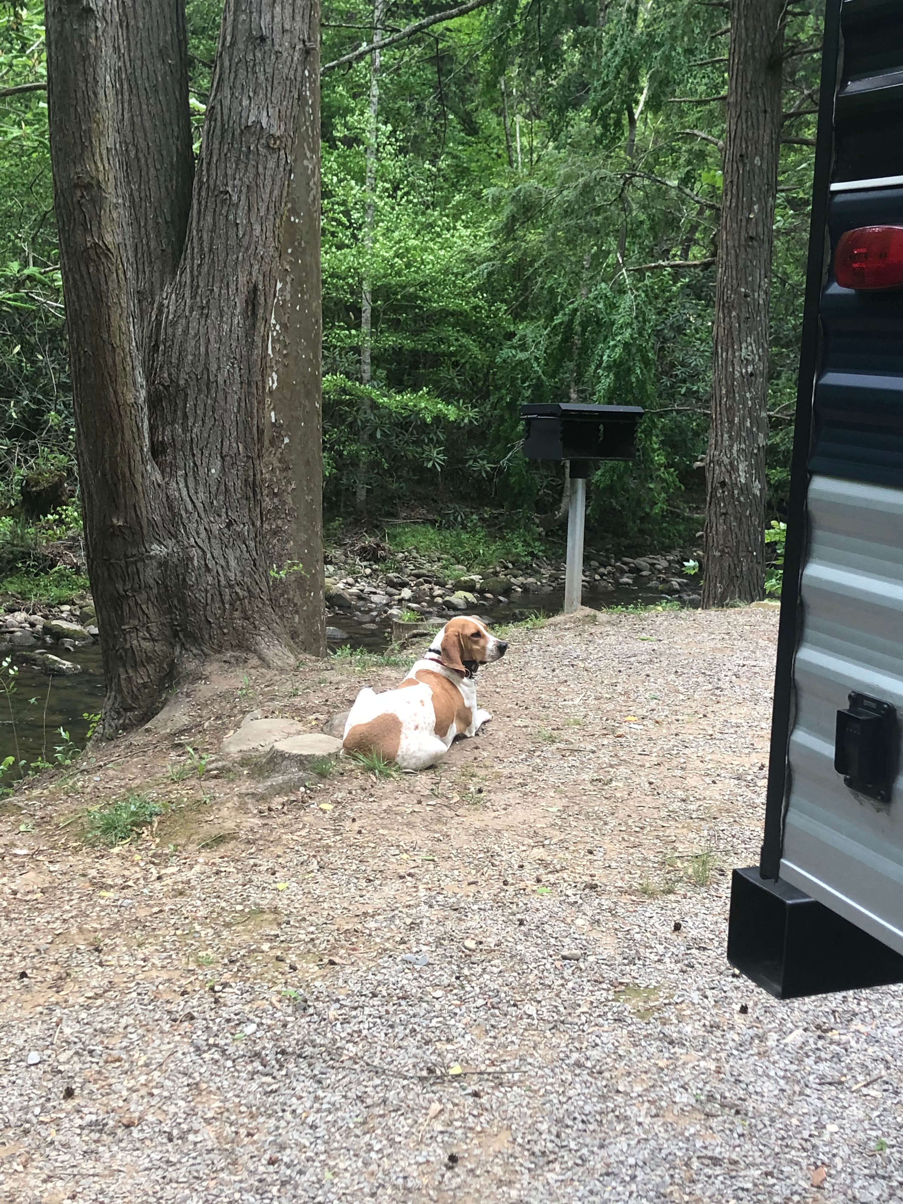 Joe F.'s photo of camping with pets at Greenbrier Campground in Tennessee