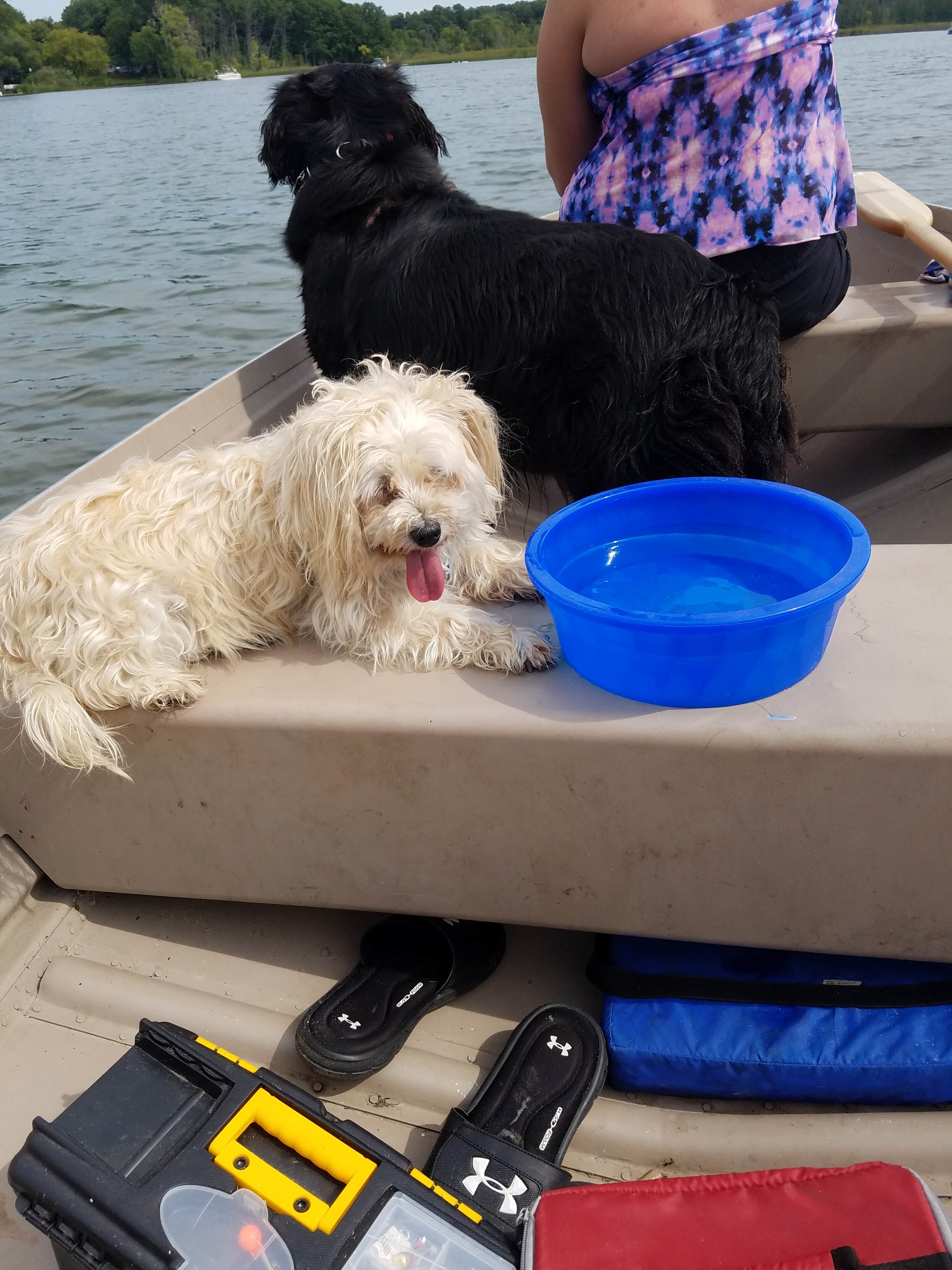 Dogos having fun on the row boat