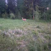 Review photo of Spread Creek Dispersed Campground by Lex W., June 16, 2021