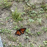 Review photo of Onslow Beach Campsites by Caralee B., June 16, 2021