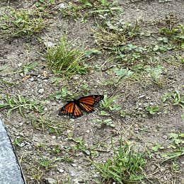 Onslow Beach Campsites