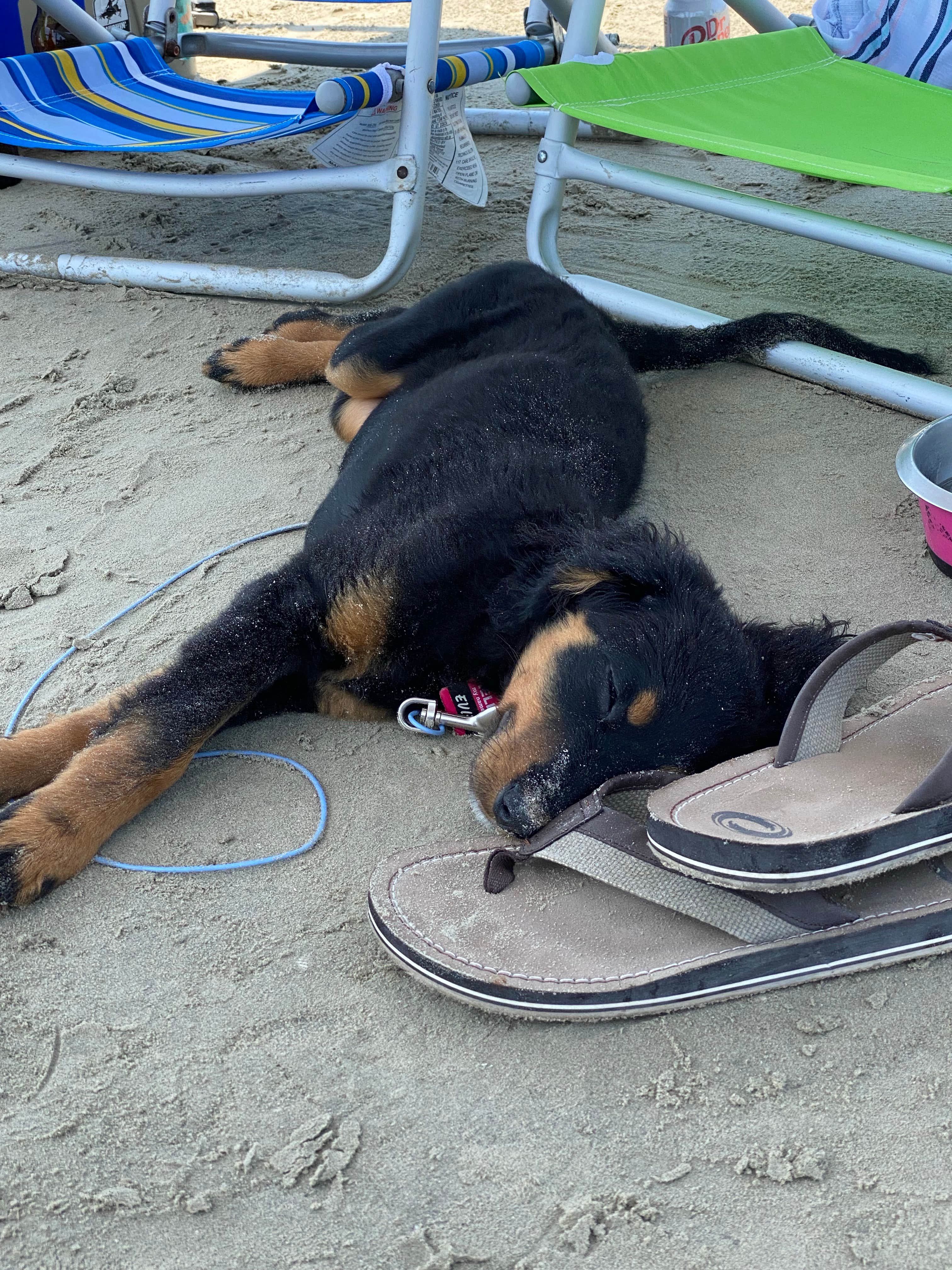 Charles M.'s photo of camping with pets at Galveston Island State Park Campground near Rosharon, TX