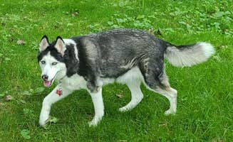 Heidi L.'s photo of camping with pets at Mohican Wilderness in Ohio