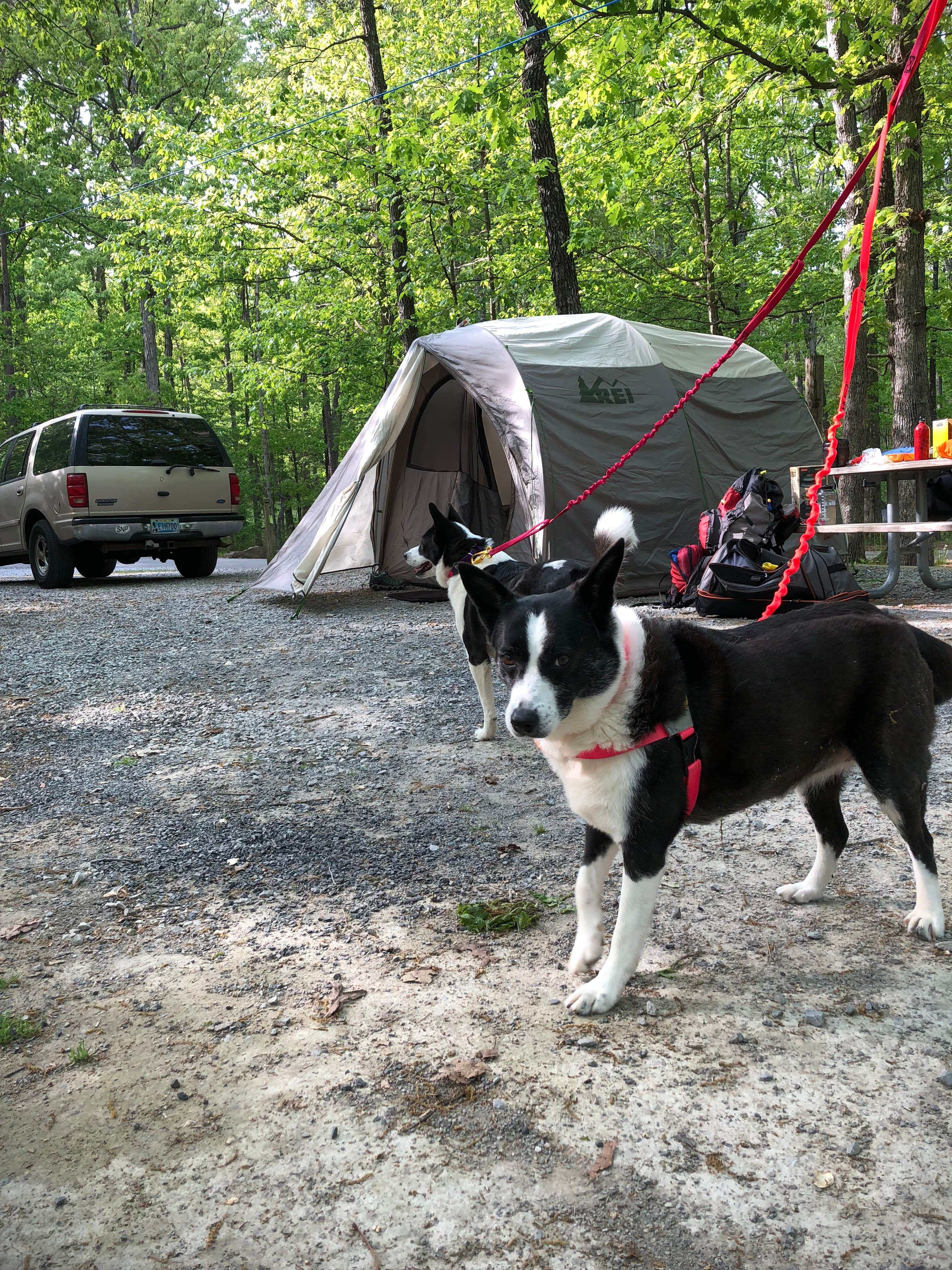 Jennifer F.'s photo of camping with pets at Cloudland Canyon State Park Campground near Signal Mountain, TN