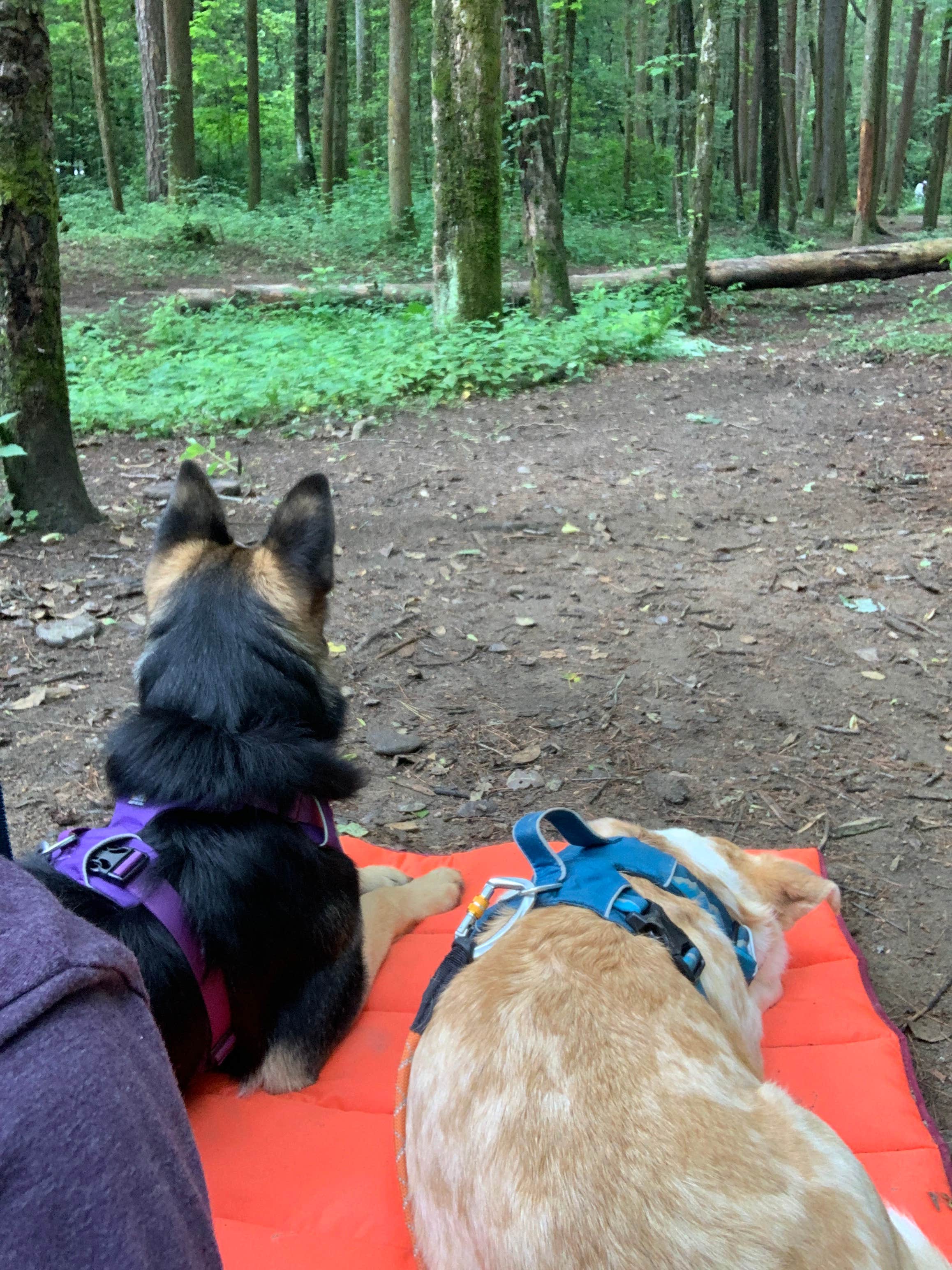 D & Jess W.'s photo of camping with pets at Raven Cliff Falls near Helen, GA