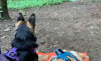 D & Jess W.'s photo of camping with pets at Raven Cliff Falls in Georgia