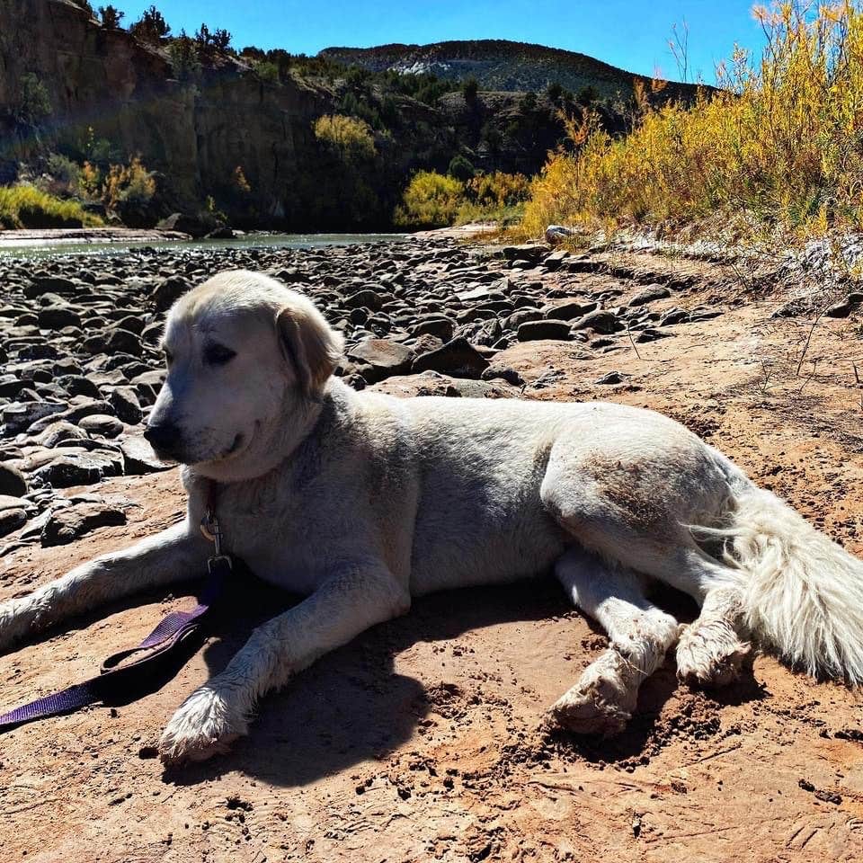 Naythin H.'s photo of camping with pets at Rio Chama Campground near Youngsville, NM