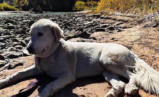 Naythin H.'s photo of camping with pets at Rio Chama Campground near Youngsville, NM