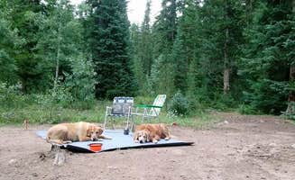 Victoria F.'s photo of camping with pets at Gore Creek Campground near Vail, CO