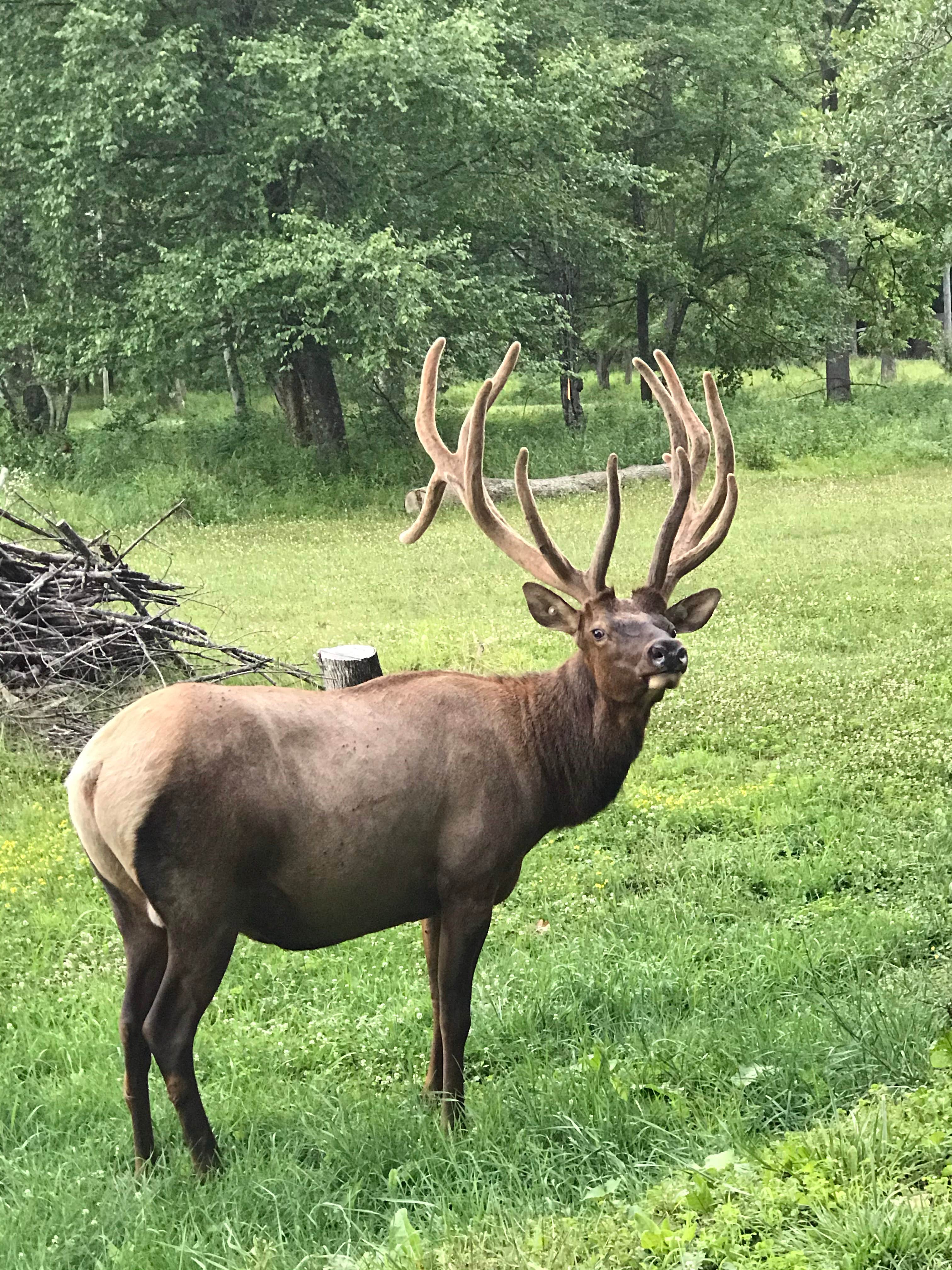 Hicks Run Viewing Area