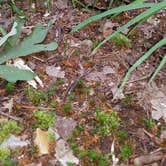 Review photo of Campground Road Backcountry Shelter #2 — Nathan Bedford Forrest State Park by Jessica B., June 10, 2018