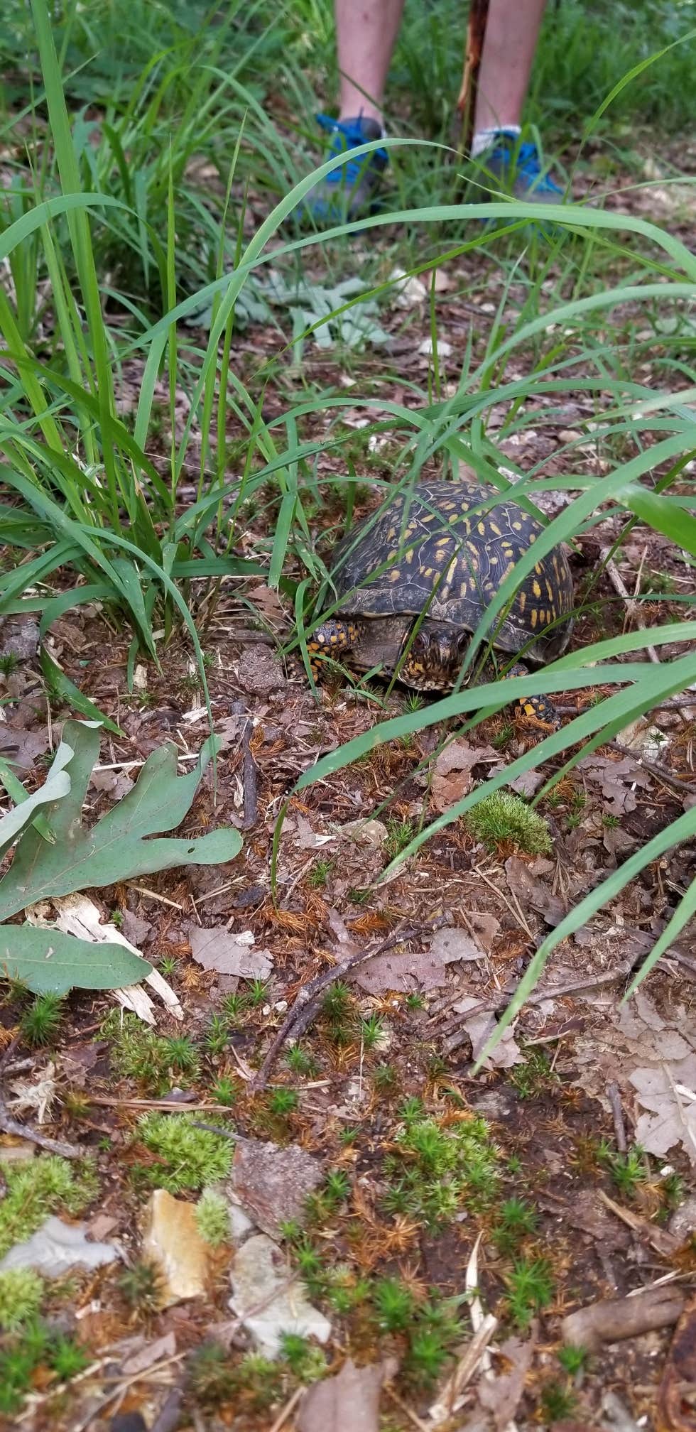 Camper submitted image from Campground Road Backcountry Shelter #2 — Nathan Bedford Forrest State Park - 2