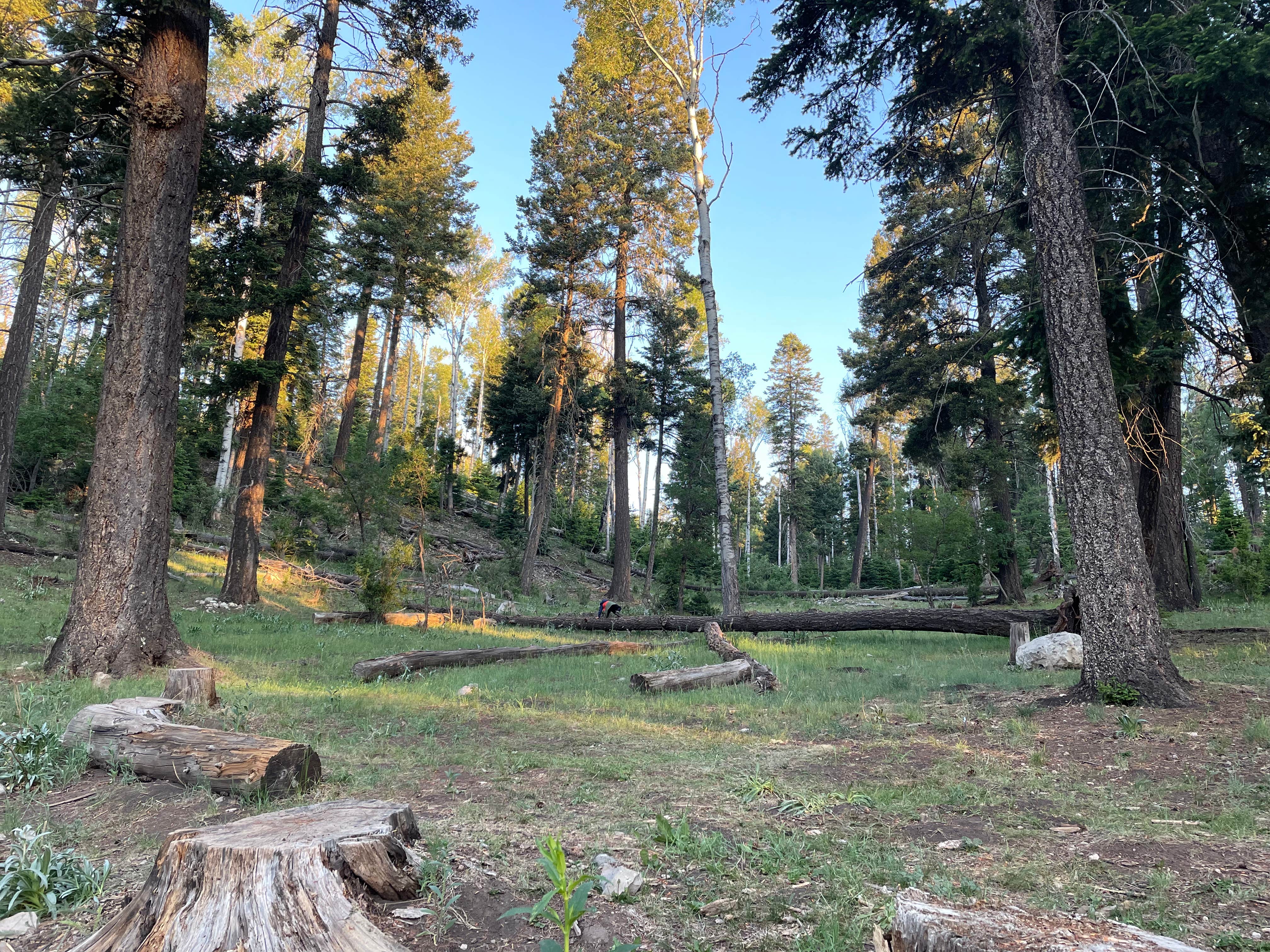 Camping near 16 Springs: Sleepy Grass Campground, Cloudcroft, New Mexico