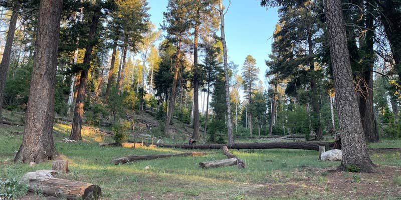 Camper submitted image from Sleepy Grass — Lincoln National Forest