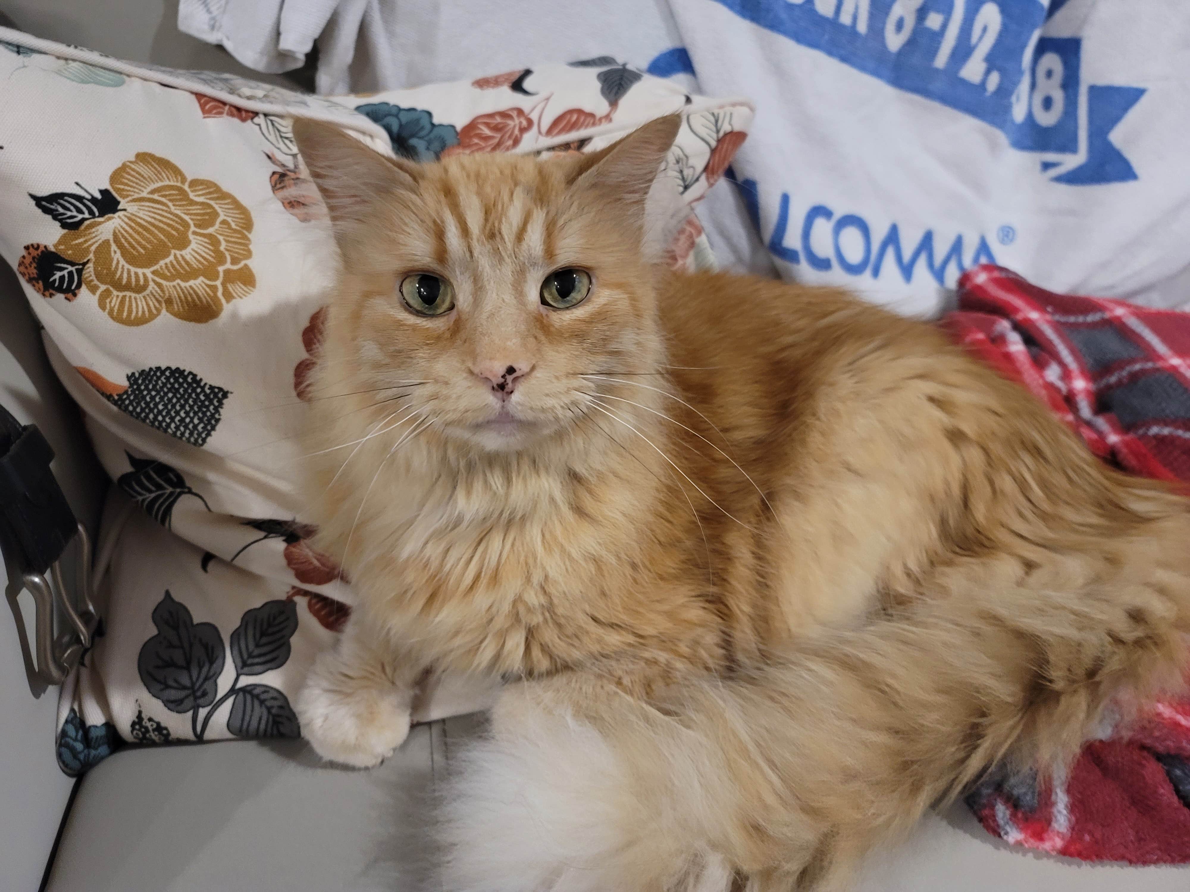 Bethany I.'s photo of camping with pets at Outer Banks West - Currituck Sound KOA near Nags Head, NC