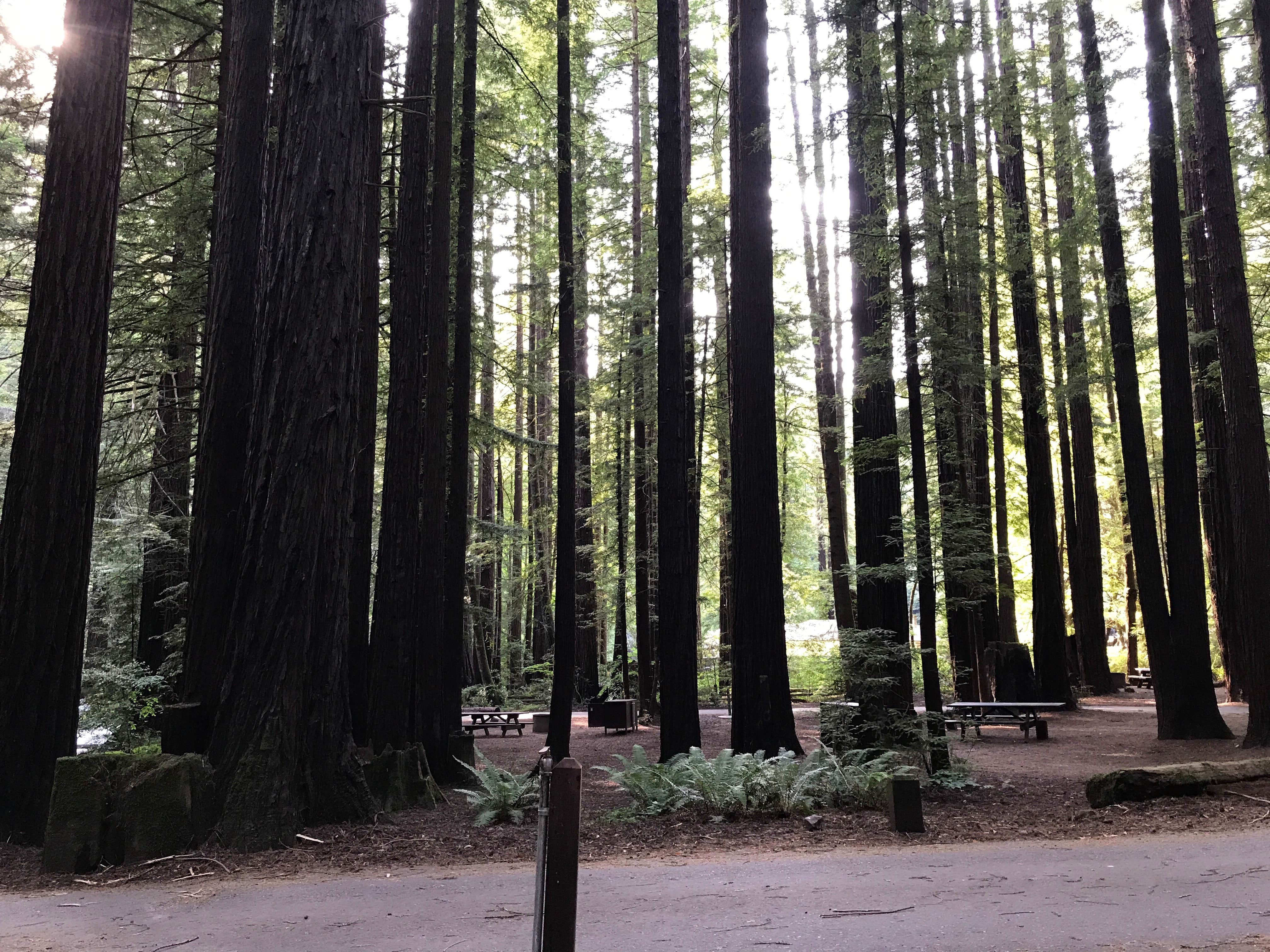 Camper-submitted photo at Burlington Campground — Humboldt Redwoods State Park near Hayfork, CA