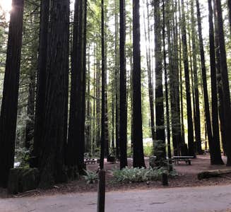 Camper-submitted photo from Burlington Campground — Humboldt Redwoods State Park