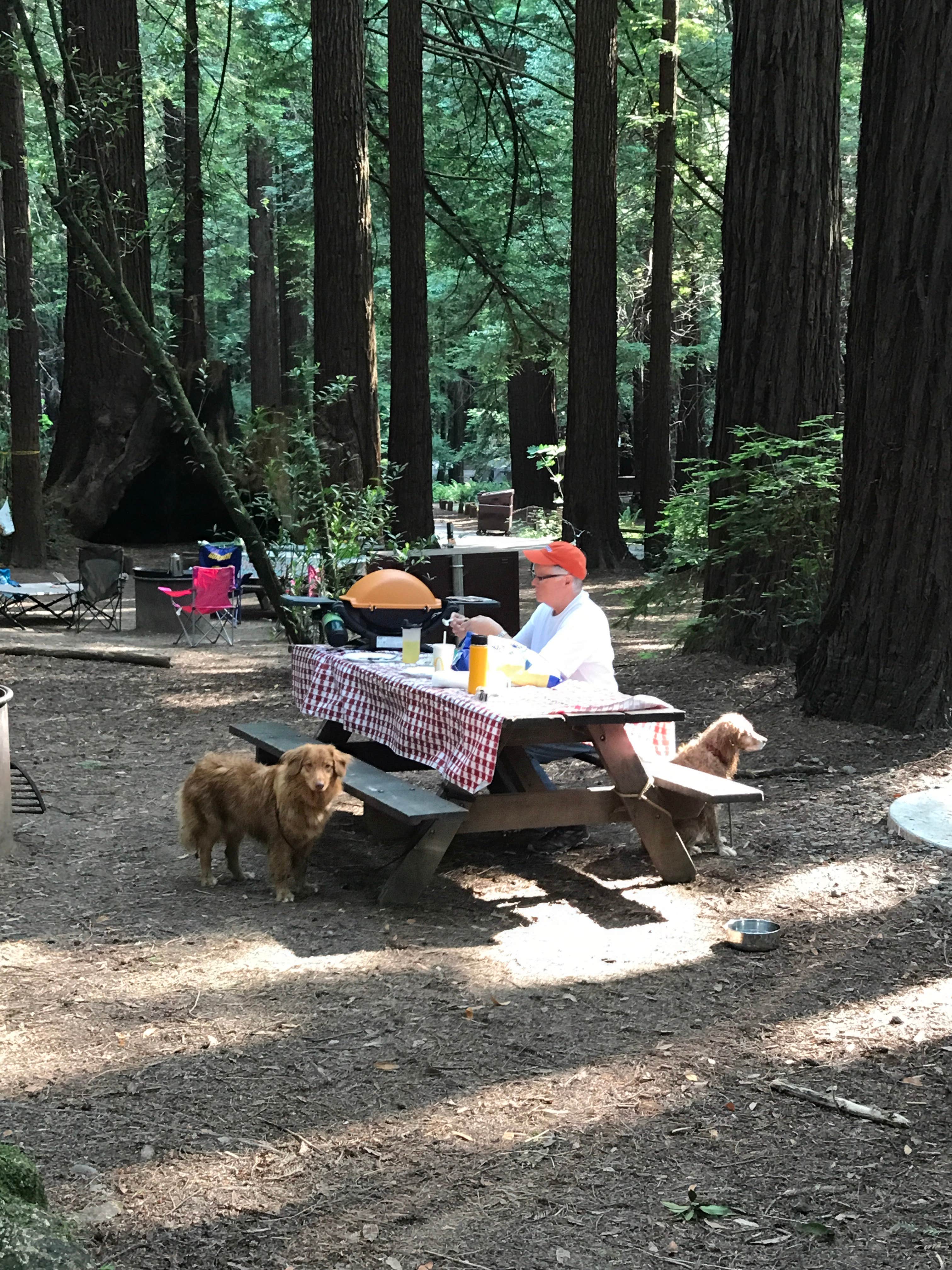 Camper-submitted photo at Burlington Campground — Humboldt Redwoods State Park near Hayfork, CA