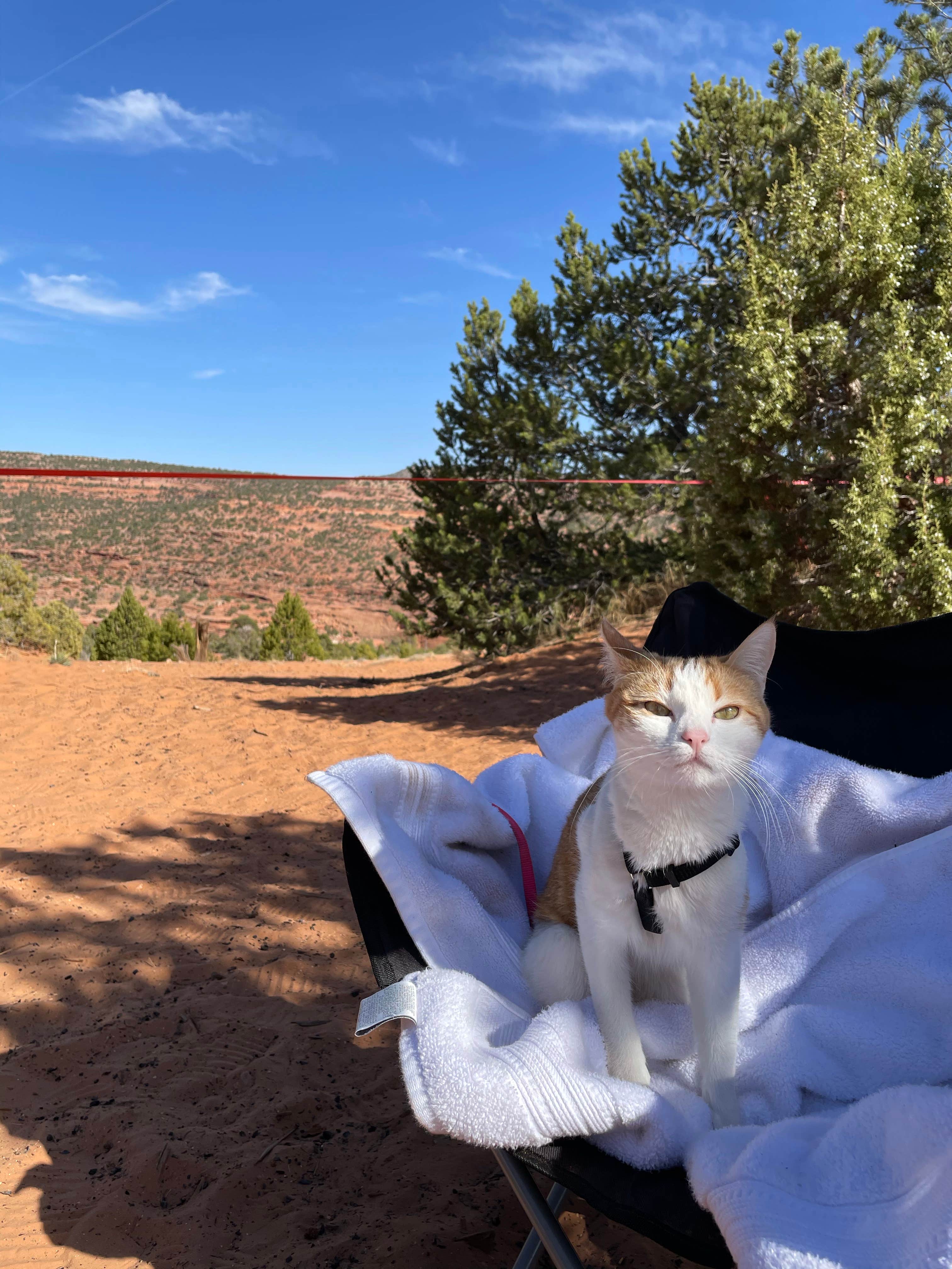 Camper submitted image from Burr Trail Rd Dispersed Camping - 5