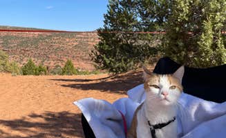 Dani B.'s photo of camping with pets at Burr Trail Rd Dispersed Camping near Capitol Reef National Park