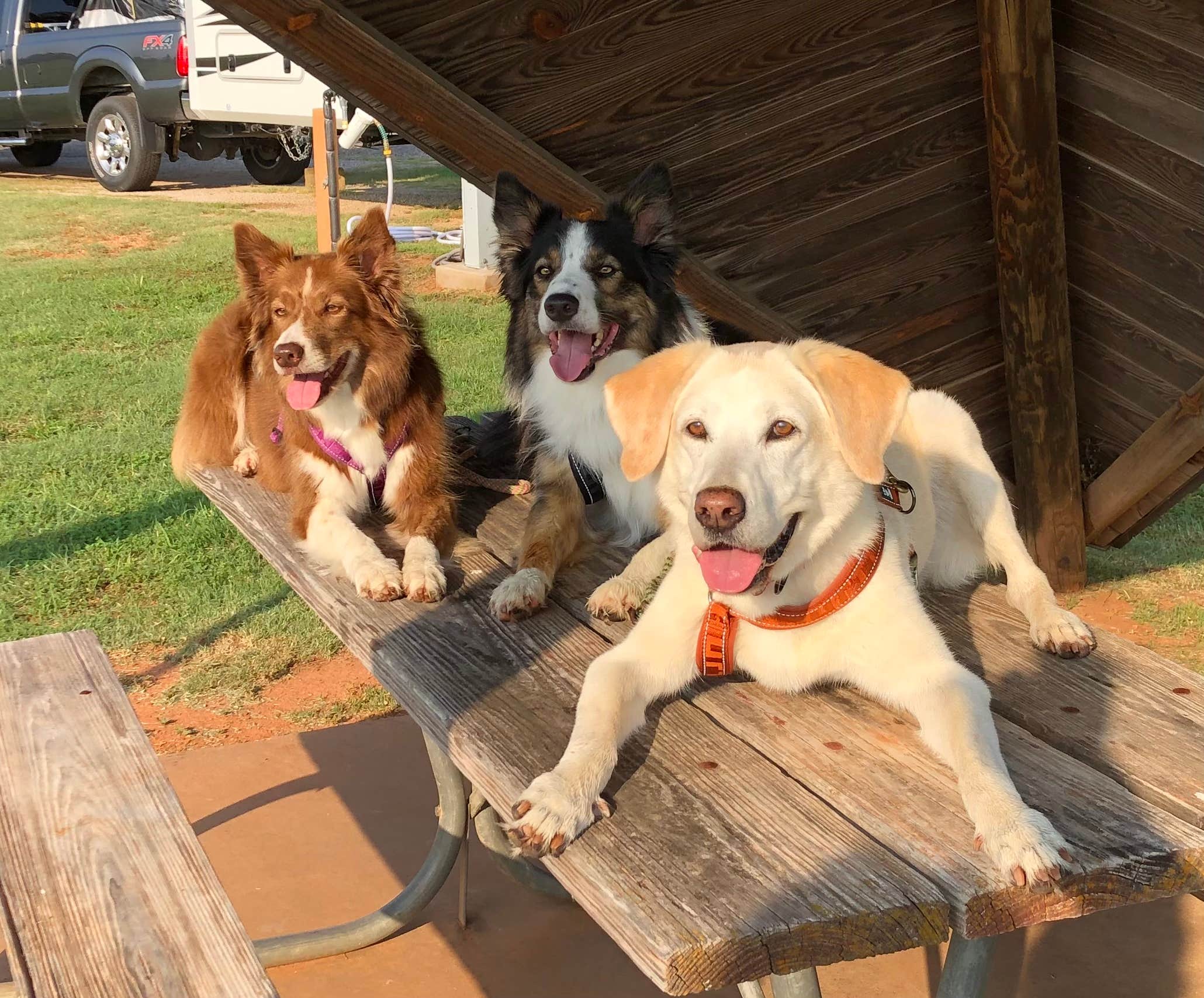 Lori C.'s photo of camping with pets at Copper Breaks State Park Campground near Childress, TX