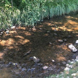 Adorable creek