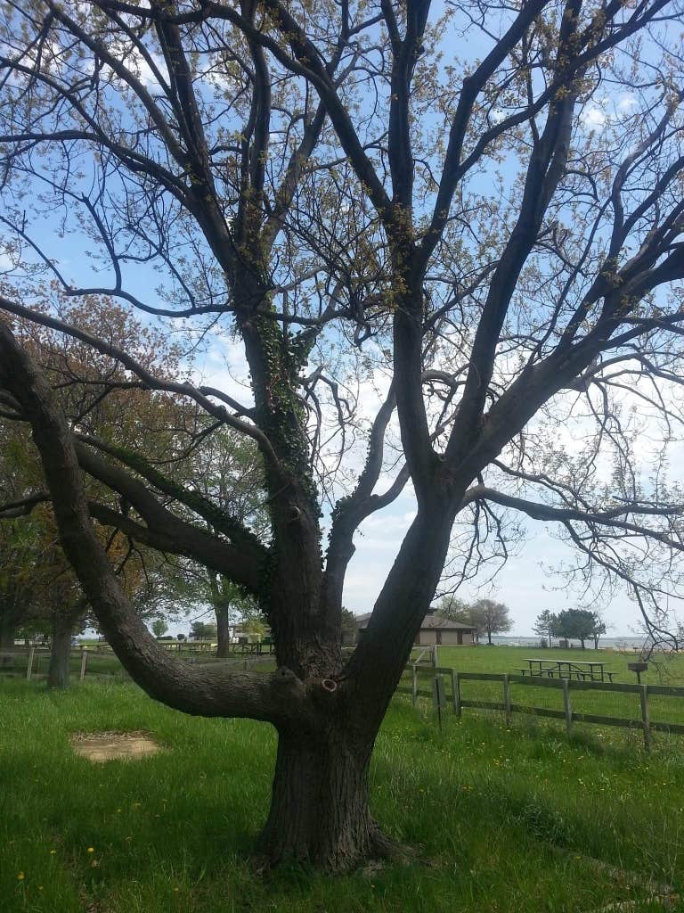 Camper-submitted photo at Sandy Point State Park Youth Group Camping near Arnold, MD