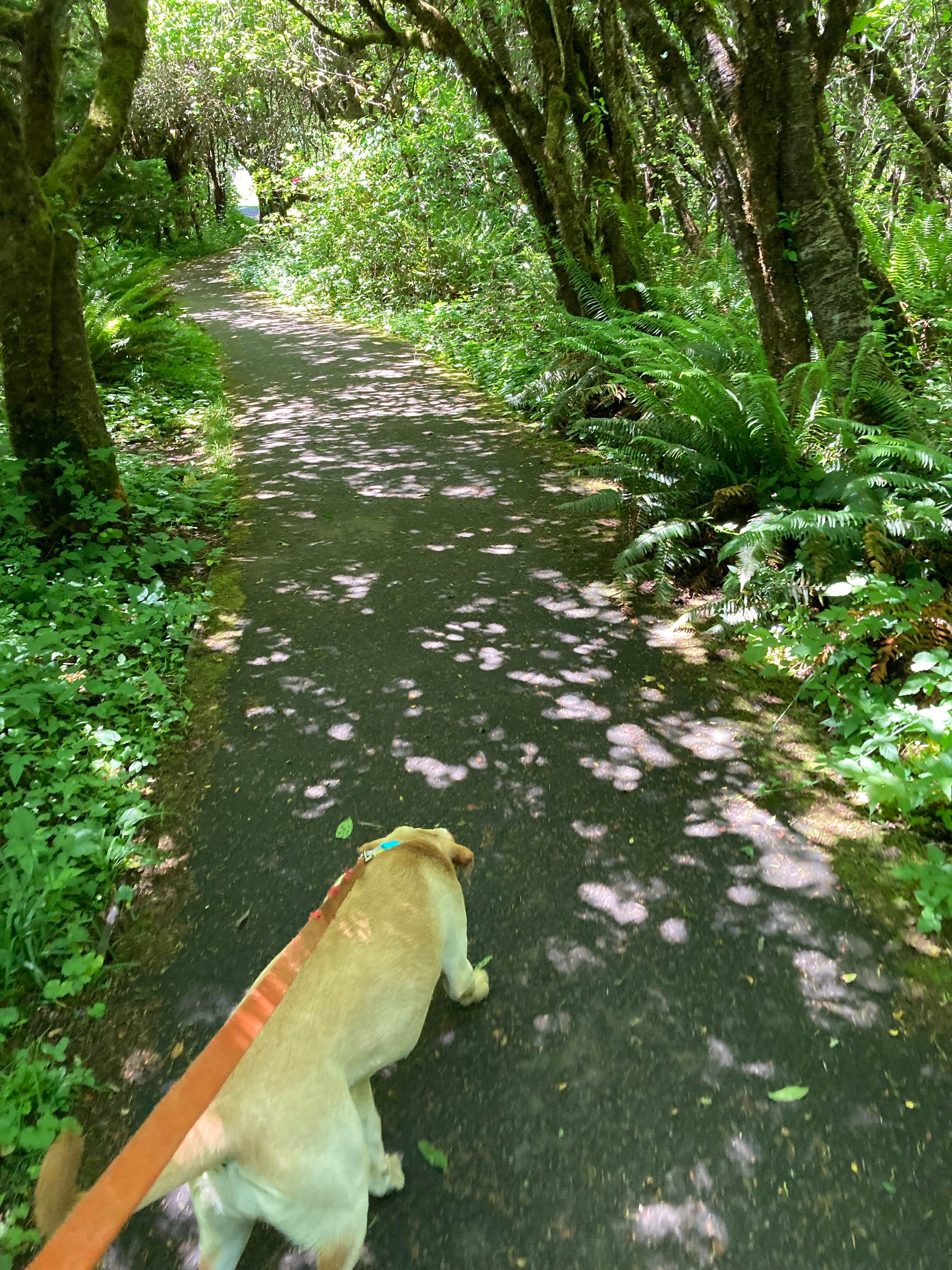 Camper submitted image from Howard Creek Horse Camp — Silver Falls State Park - 1