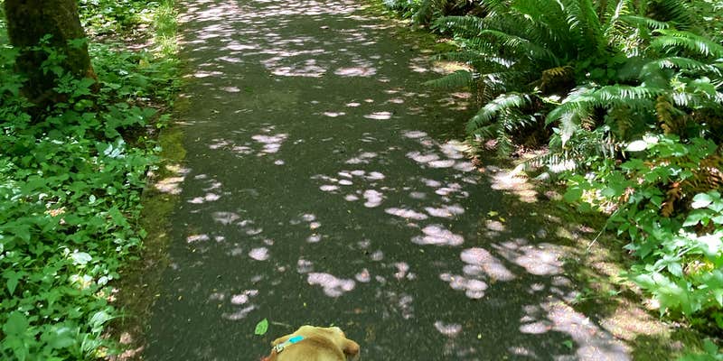 Camper submitted image from Howard Creek Horse Camp — Silver Falls State Park