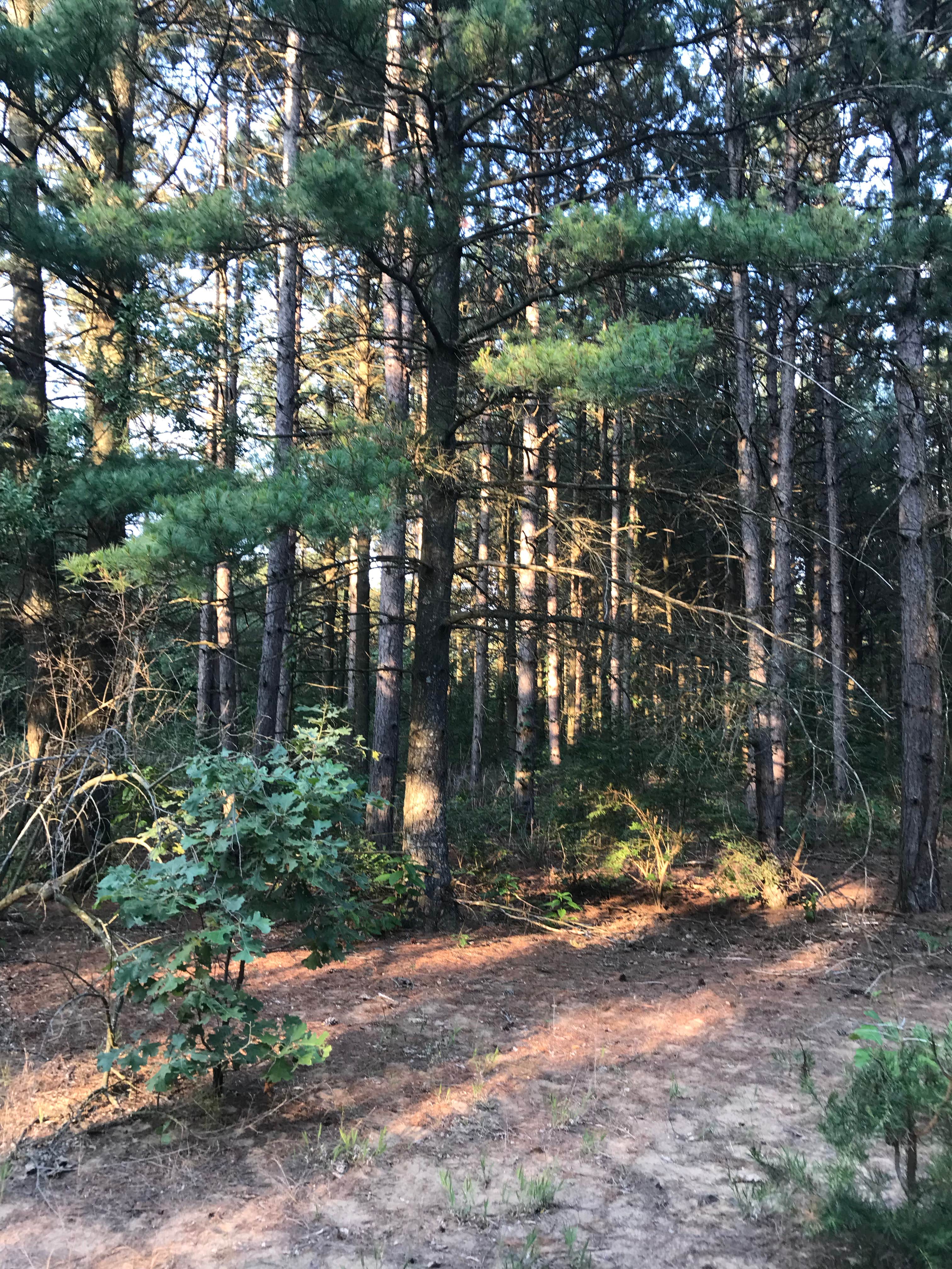 Camper submitted image from Horseman's Park — Sand Ridge State Forest - 2