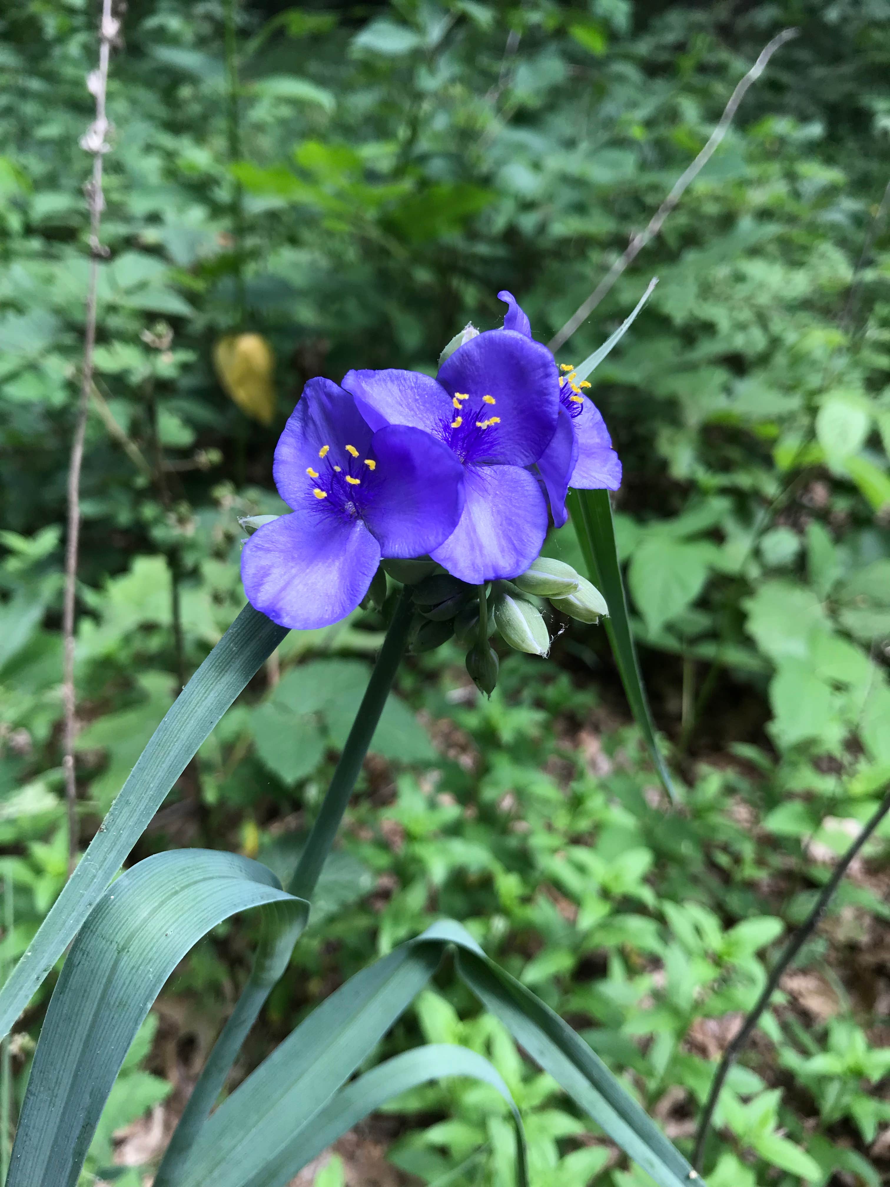 Camper-submitted photo at Horseman's Park — Sand Ridge State Forest near Forest City, IL