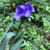 Review photo of Sand Ridge State Forest by Joy H., June 10, 2018