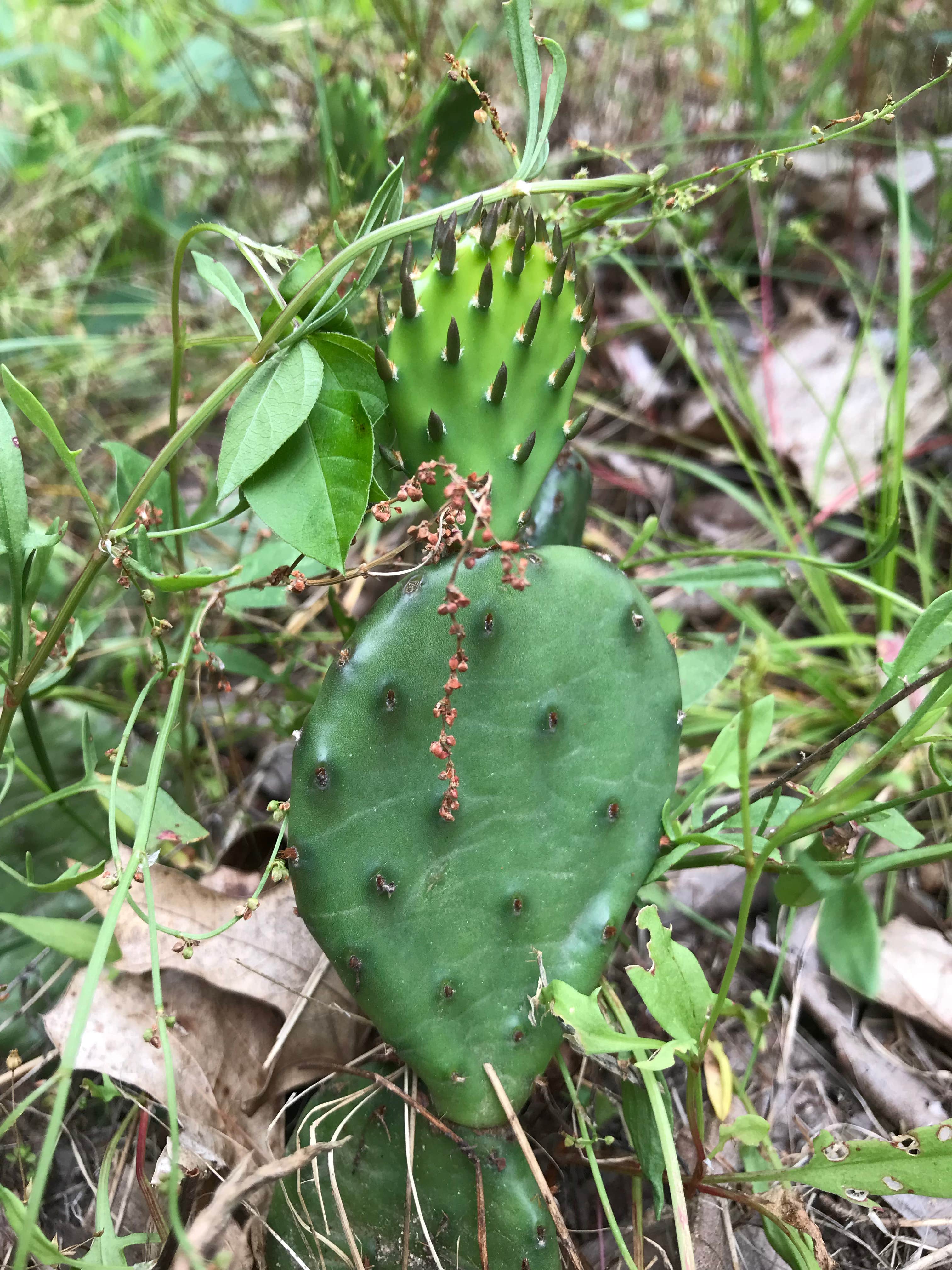 Camper-submitted photo at Horseman's Park — Sand Ridge State Forest near Forest City, IL