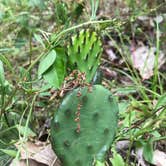 Review photo of Horseman's Park — Sand Ridge State Forest by Joy H., June 10, 2018