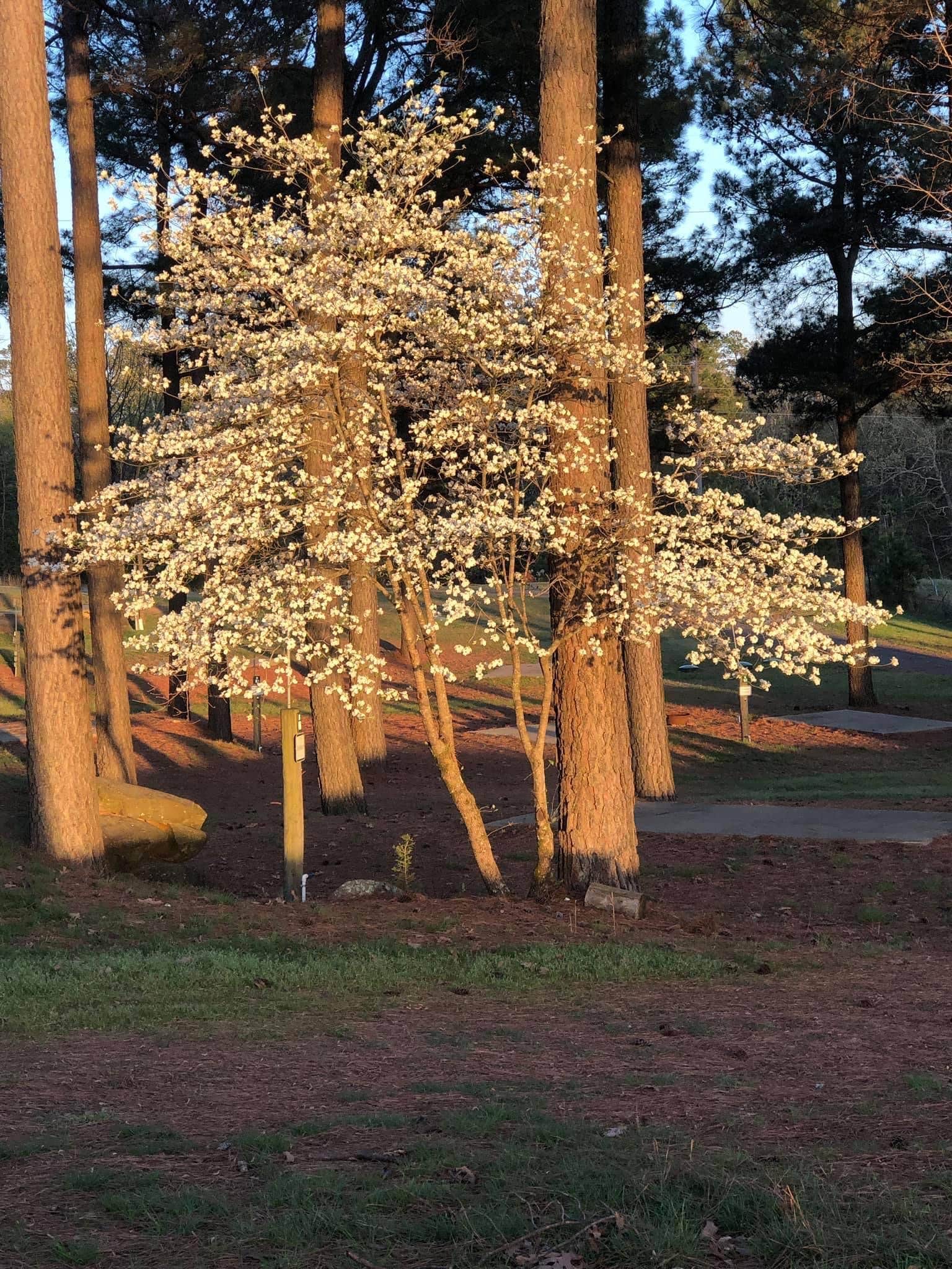 Camper-submitted photo at CMA Iron Mountain Cabins and Campground near Umpire, AR