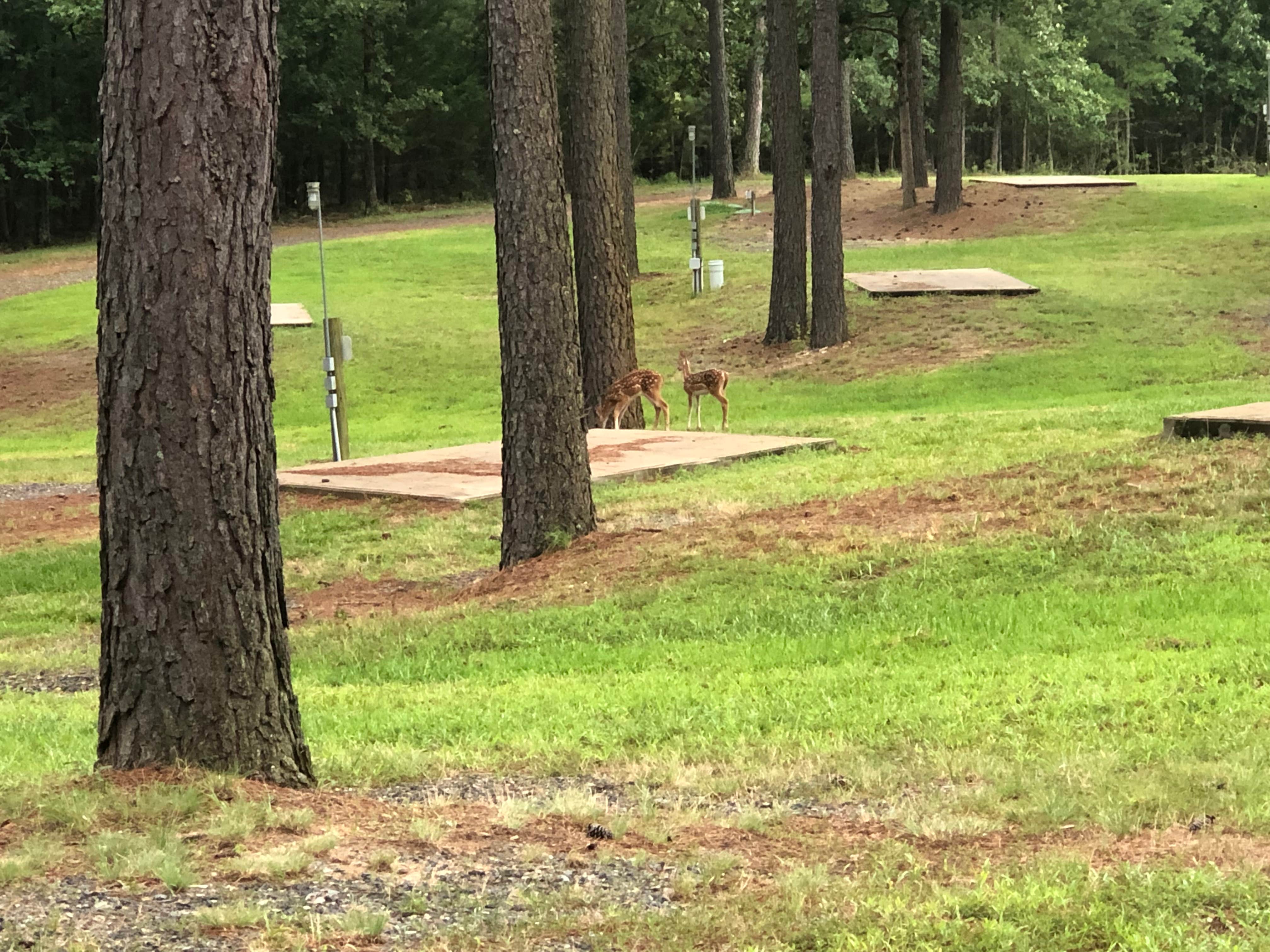 John's photo of camping with pets at CMA Iron Mountain Cabins and Campground near DeQueen Lake