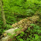 Review photo of Mammoth Cave Campground — Mammoth Cave National Park by Tucker B., June 18, 2021