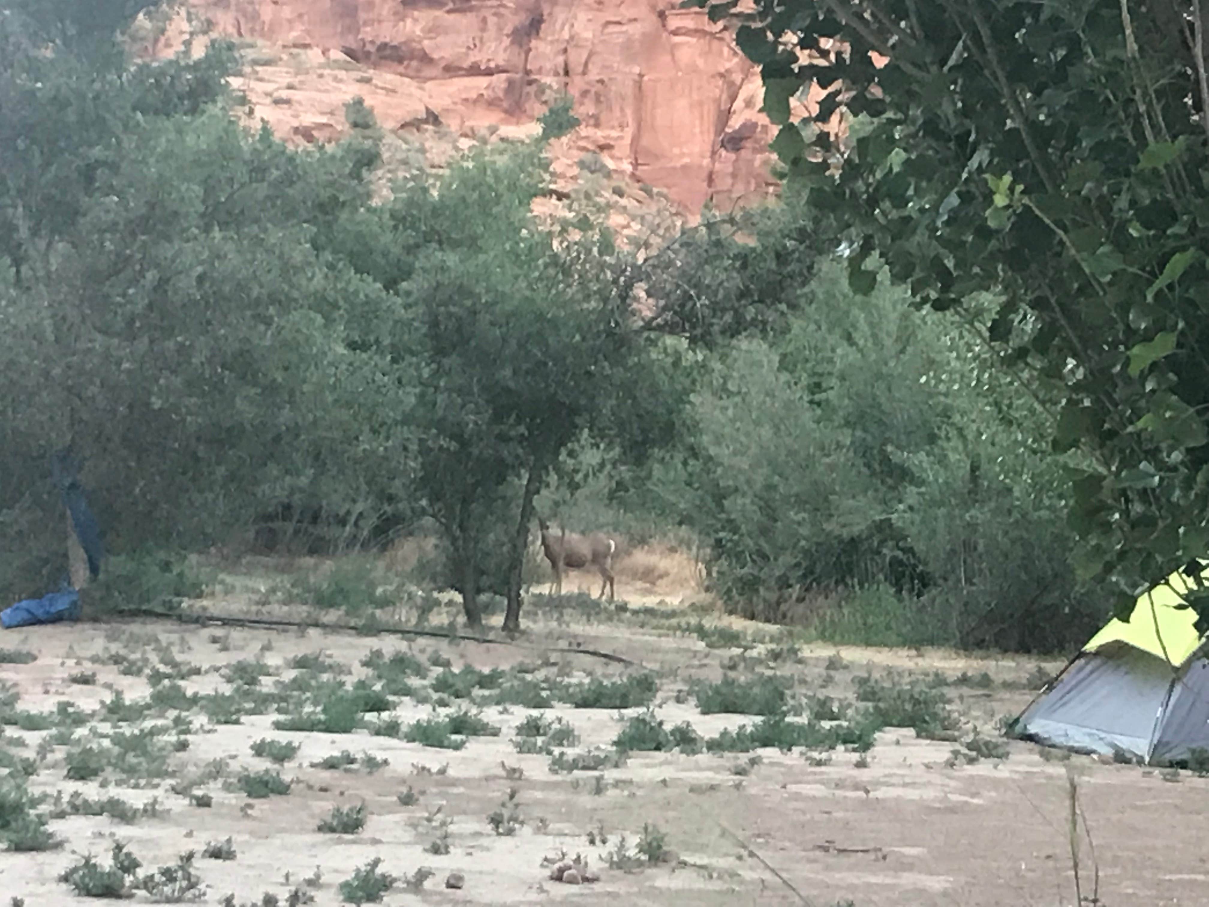 Jenny R.'s photo at Goose Island Group Campground near Moab, UT