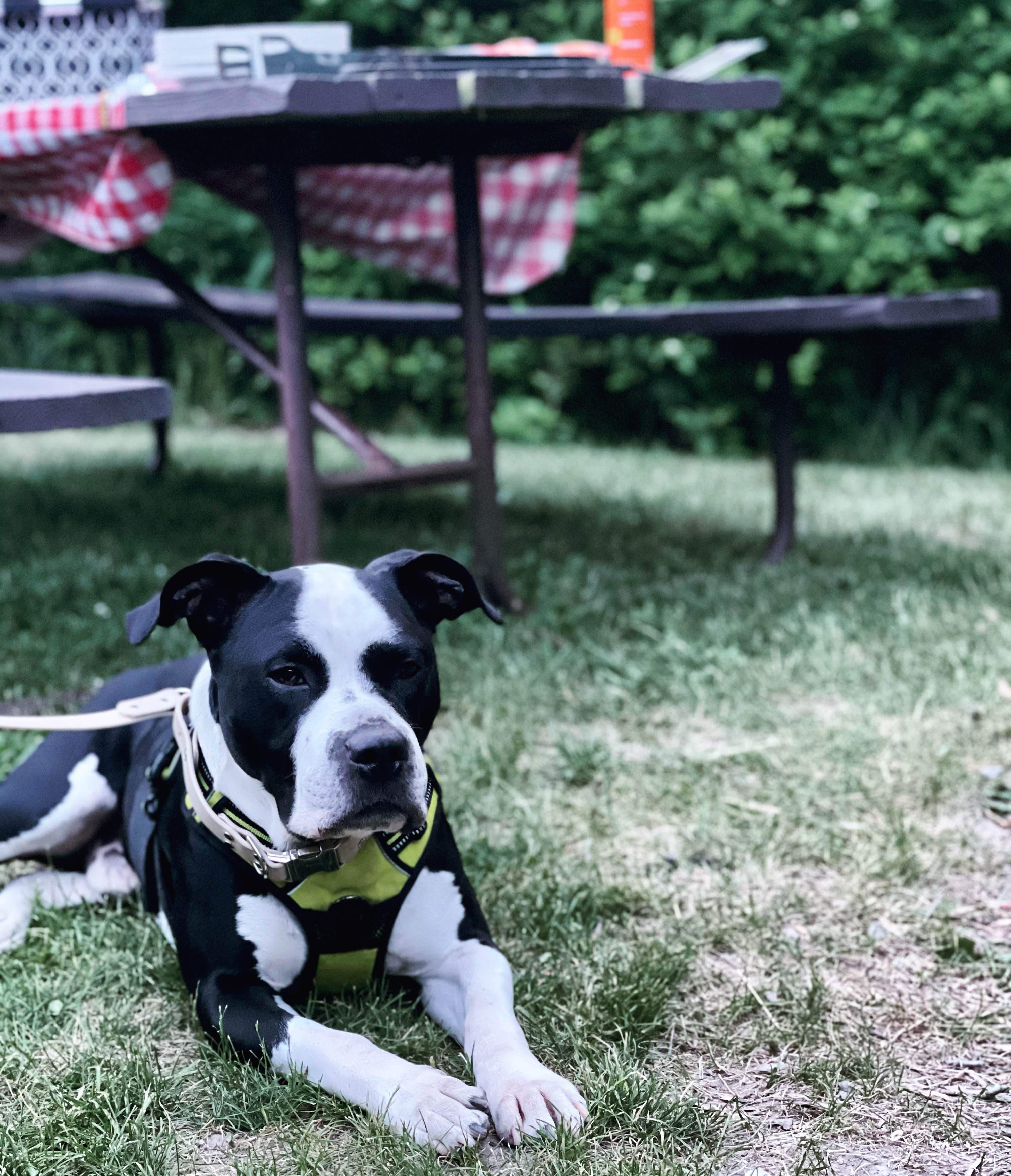 kassondra T.'s photo of camping with pets at Sunset Campground — Richard Bong State Recreation Area near Fontana-on-Geneva Lake, WI