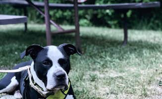 kassondra T.'s photo of camping with pets at Sunset Campground — Richard Bong State Recreation Area near Waukesha, WI