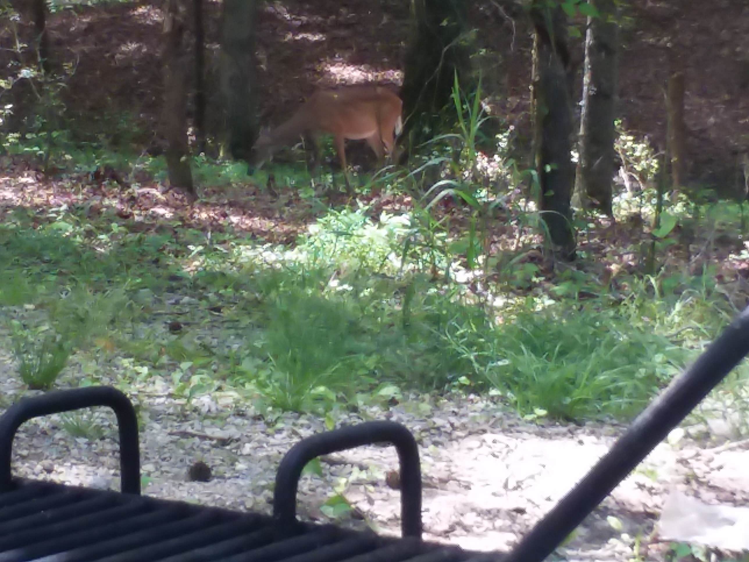 Camper submitted image from Harrison Bay State Park Campground - 4