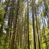 Review photo of Alsea Falls Recreation Site (campground) by Denny B., June 19, 2021