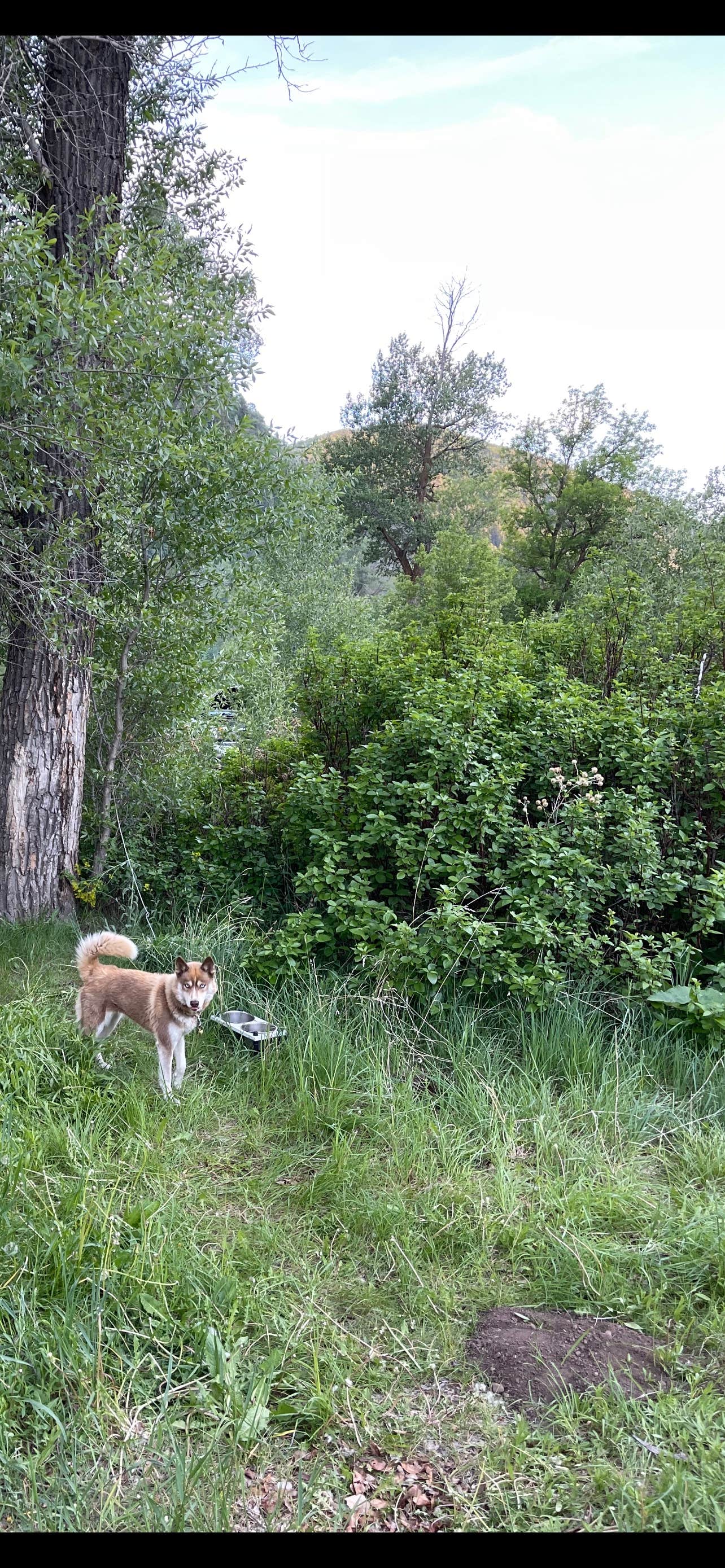 Fale L.'s photo of camping with pets at Botts Campground — Uinta Wasatch Cache National Forest near Layton, UT