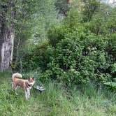 Review photo of Botts Campground — Uinta Wasatch Cache National Forest by Fale L., June 19, 2021